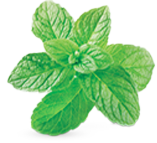 Also Available in Mint Flavor