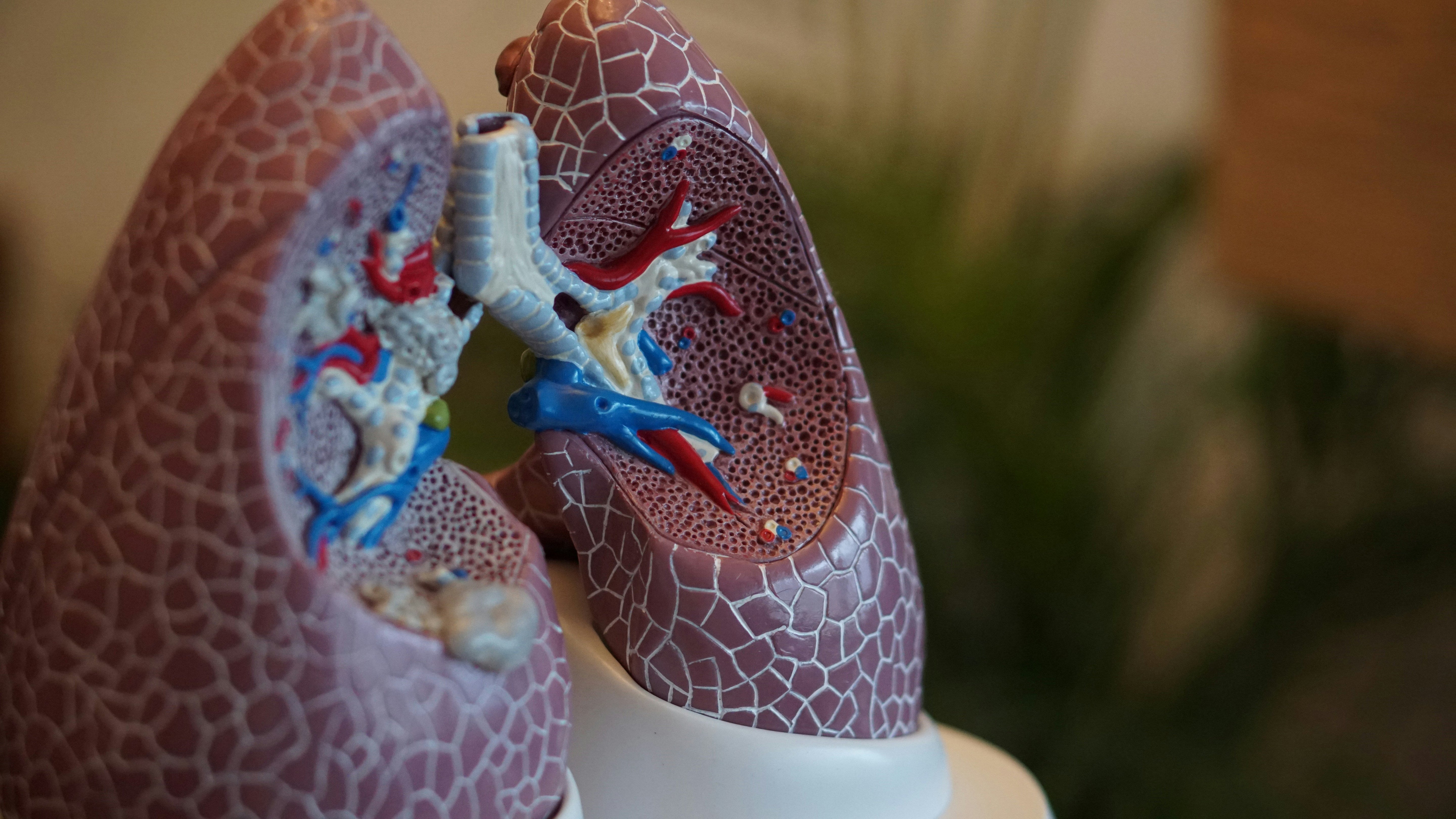 From Lungs to Skin: How Quitting Smoking Improves Your Health from Head to Toe - Quitine